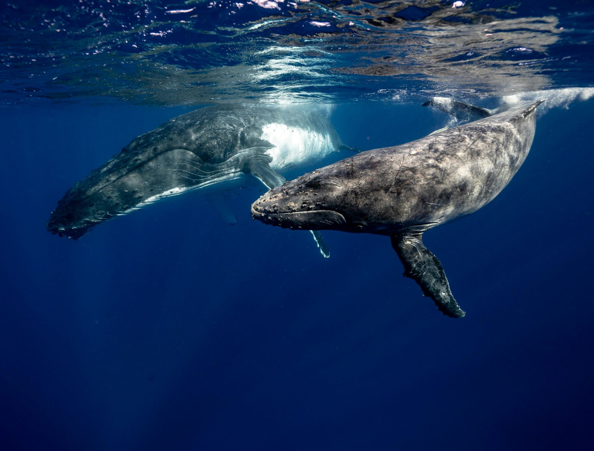south-africas-whale-watchers-almanac-a-seasonal-guide-1