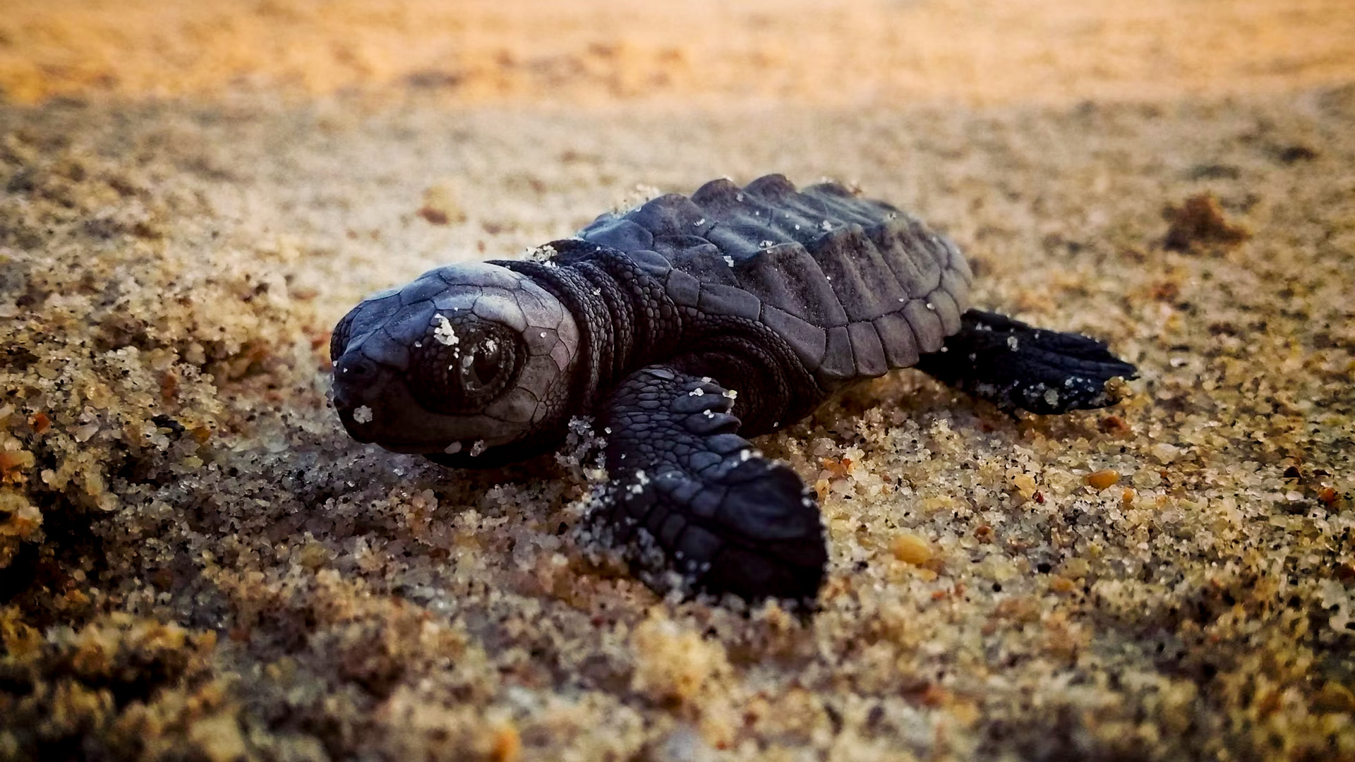 the-allure-of-turtle-nesting-in-kwazulu-natal.jpg