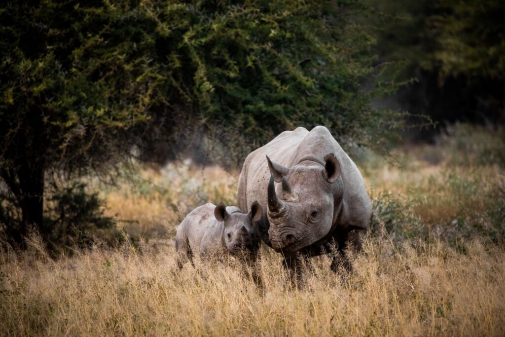 the-call-of-the-wild-1024x683.jpg