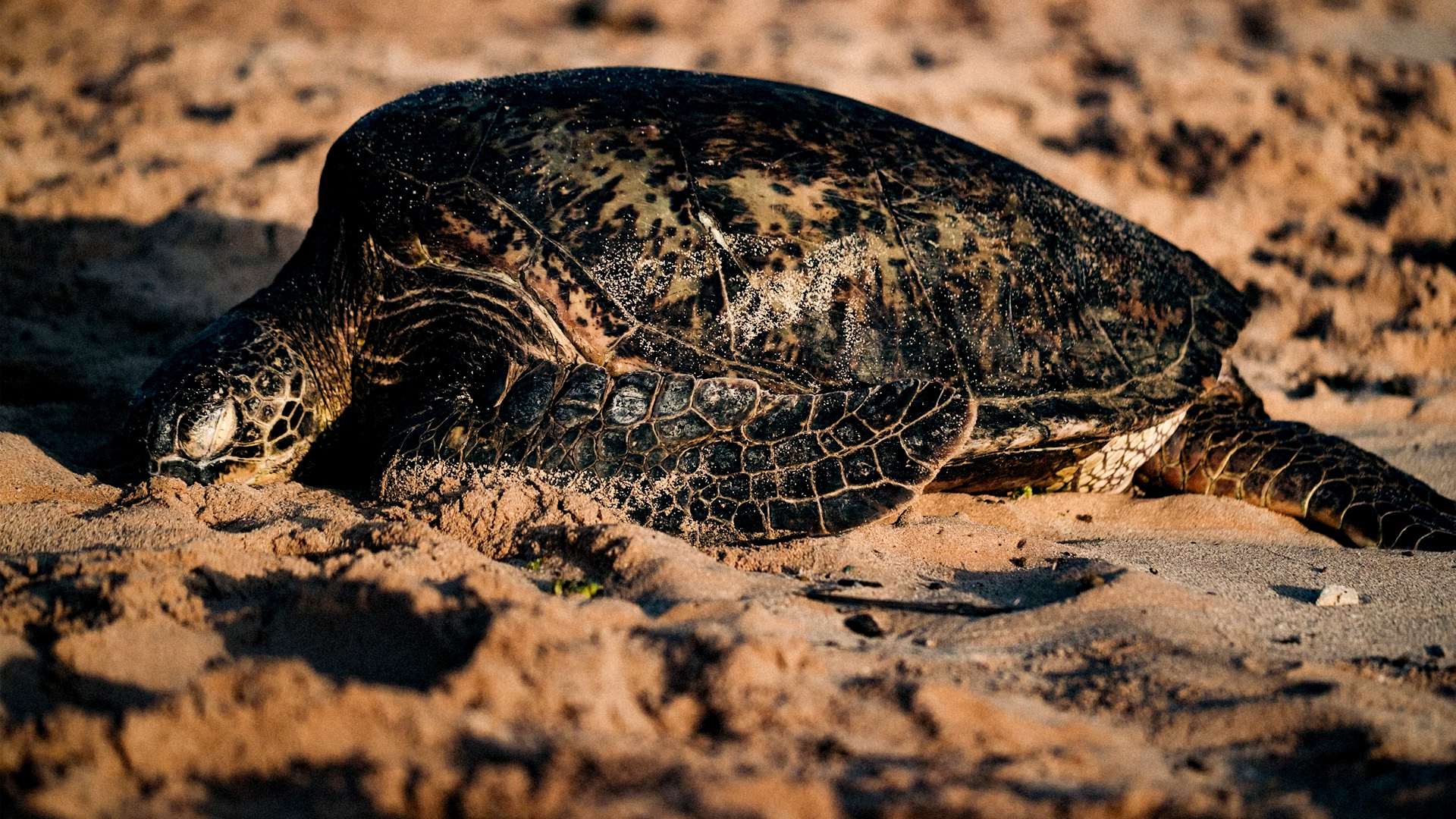 the-impact-of-tourism-on-turtle-conservation.jpg