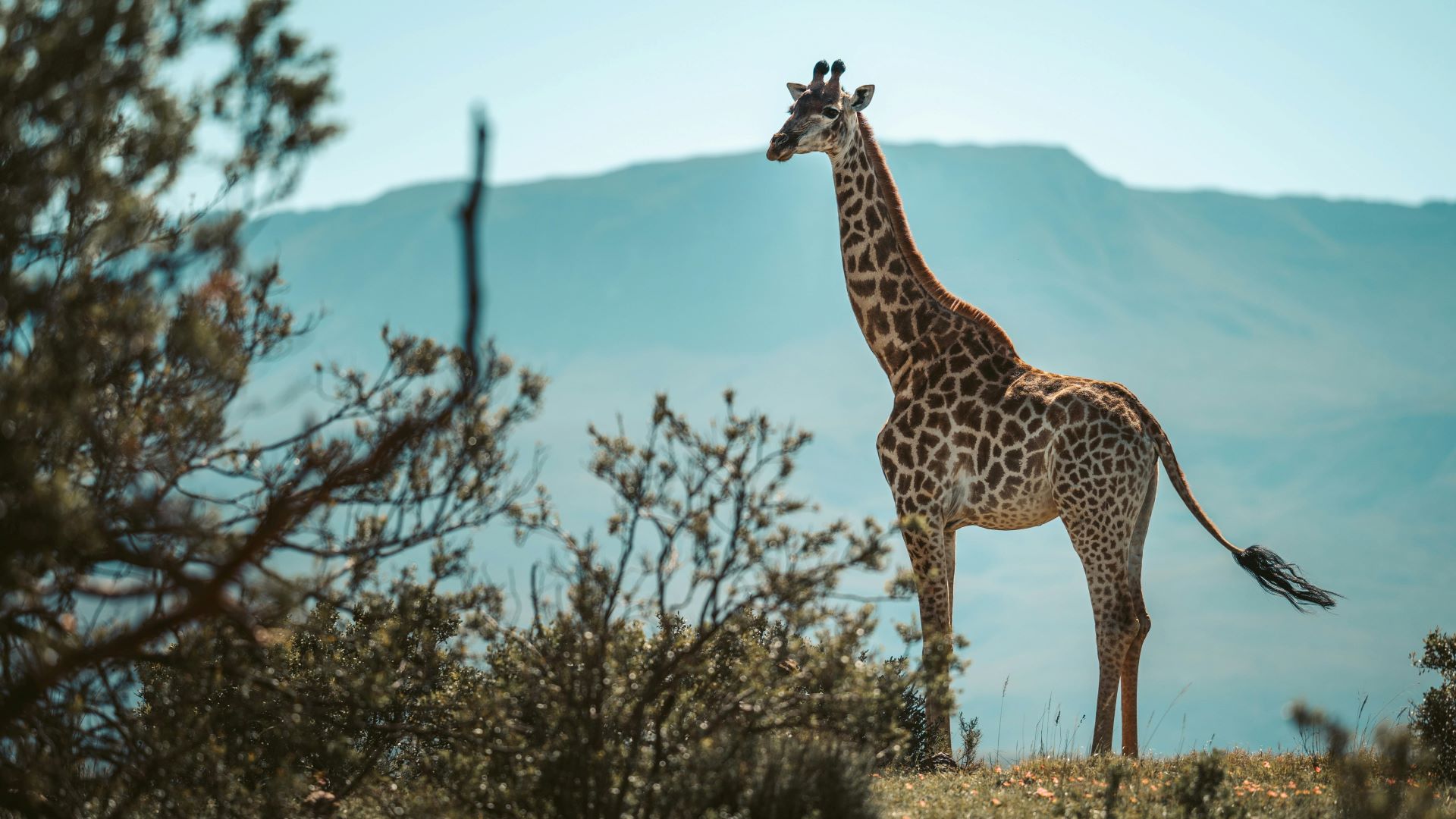 the-karoo-south-africas-semi-desert-of-wonders-1