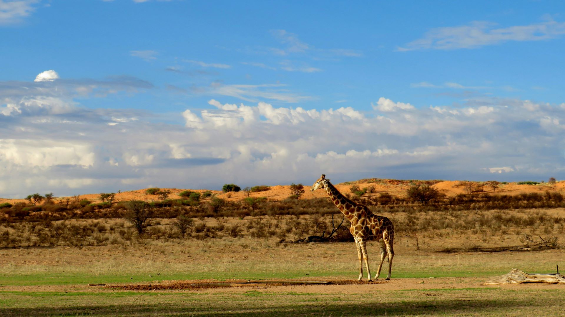 the-karoo-south-africas-semi-desert-of-wonders-2