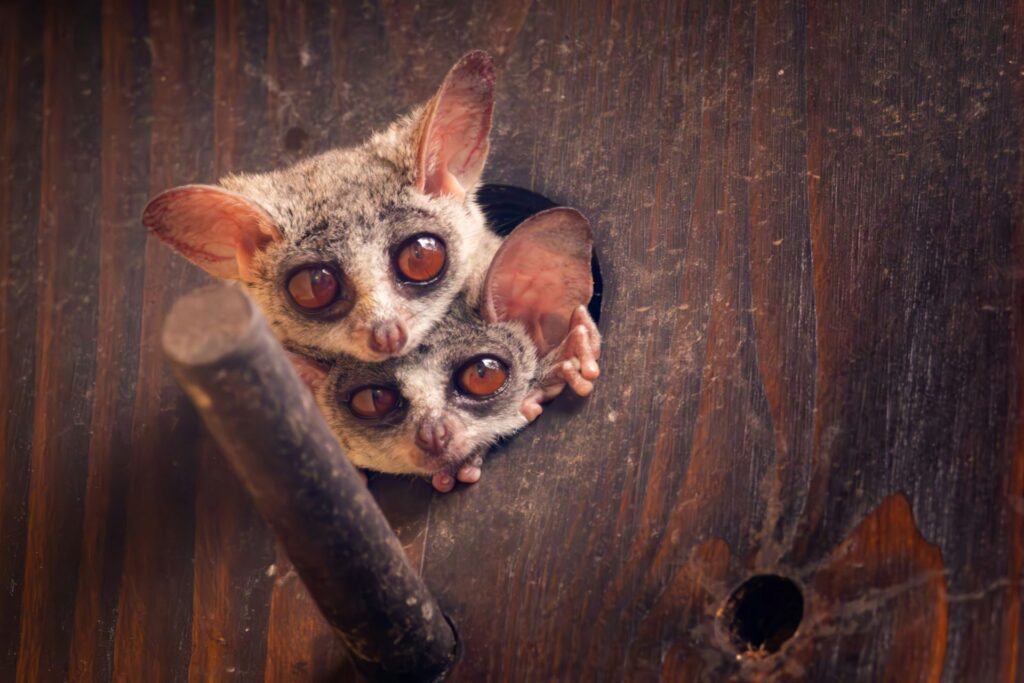 the-secret-lives-of-south-africas-nocturnal-creatures-2-1024x683.jpg