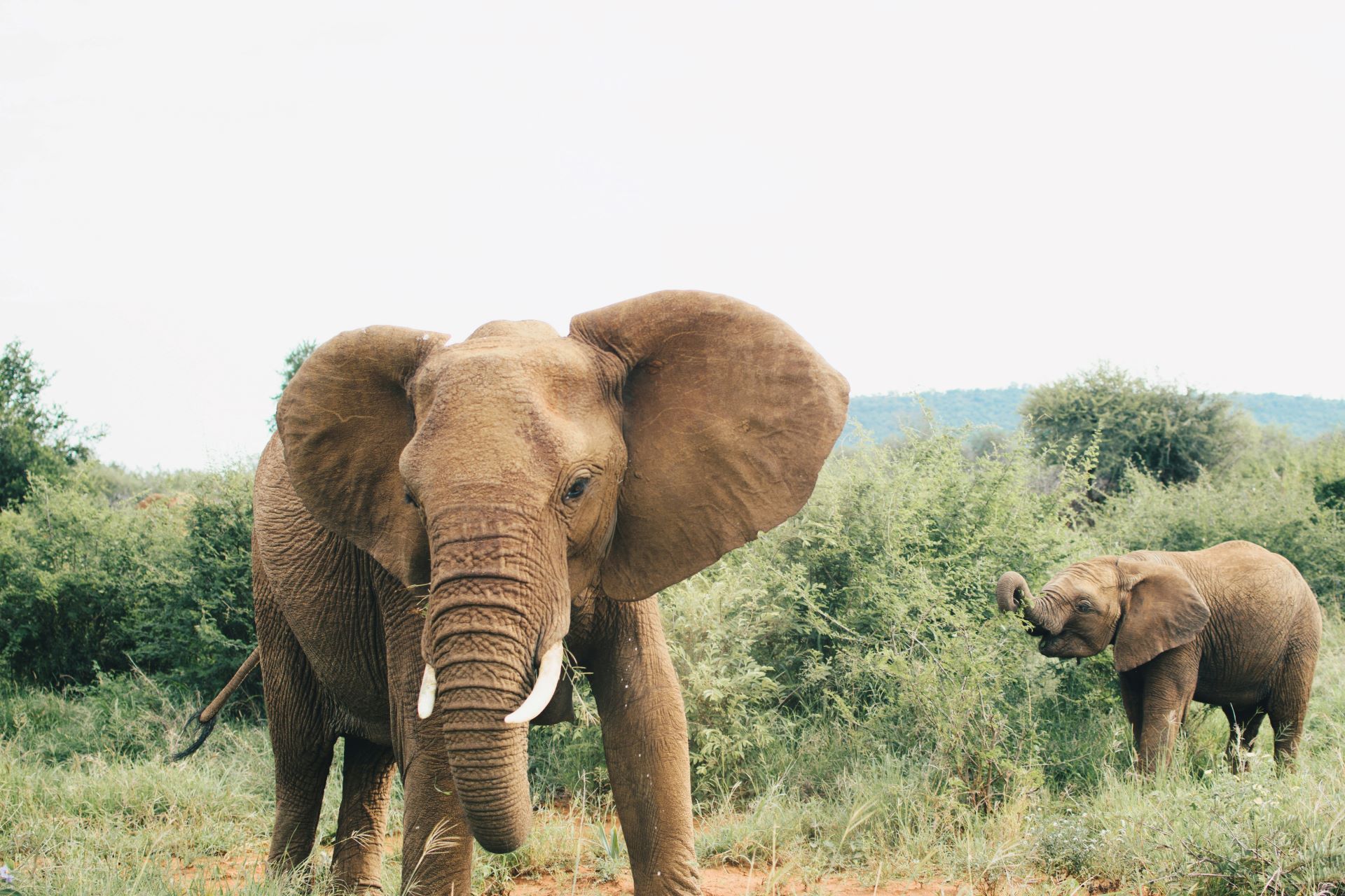 the-wilderness-is-waiting-self-guided-vs-guided-trails-in-south-african-national-parks-1.jpg