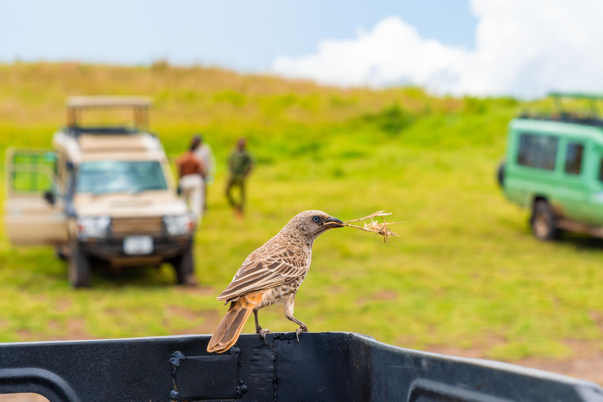 tourism-financing-the-fight-for-wildlife-survival-2