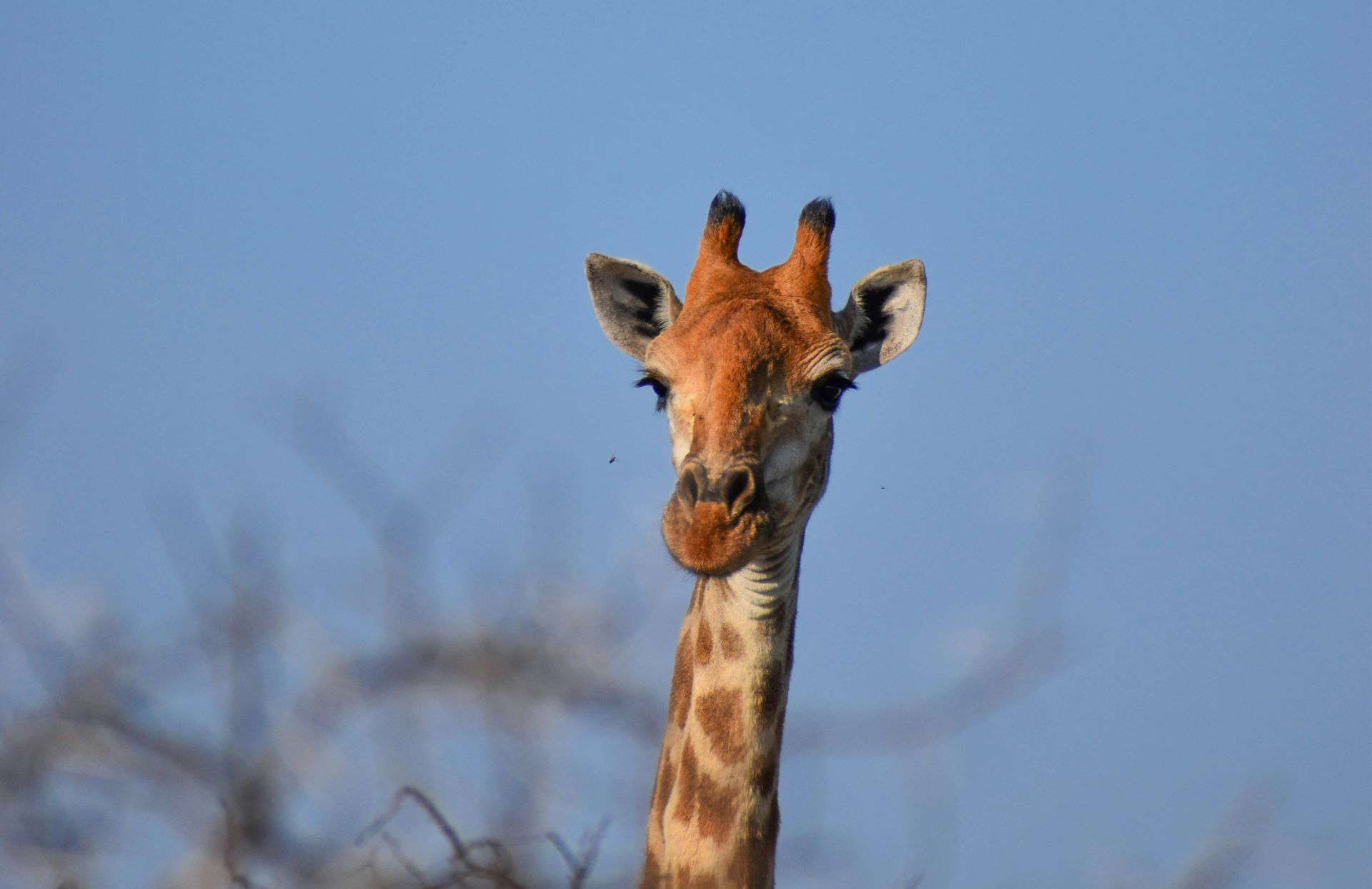 tourism-in-polokwane-nature-culture-and-discovery-2