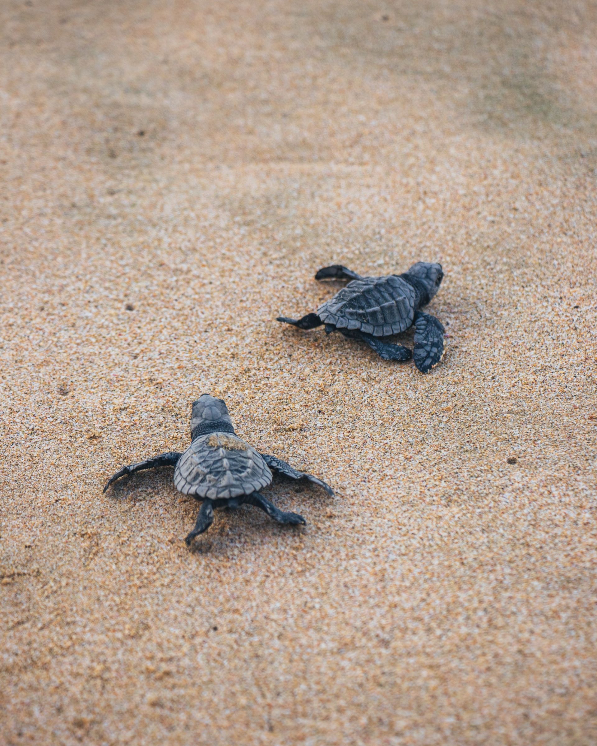 turtle-tracking-at-kosi-bay-1.jpg