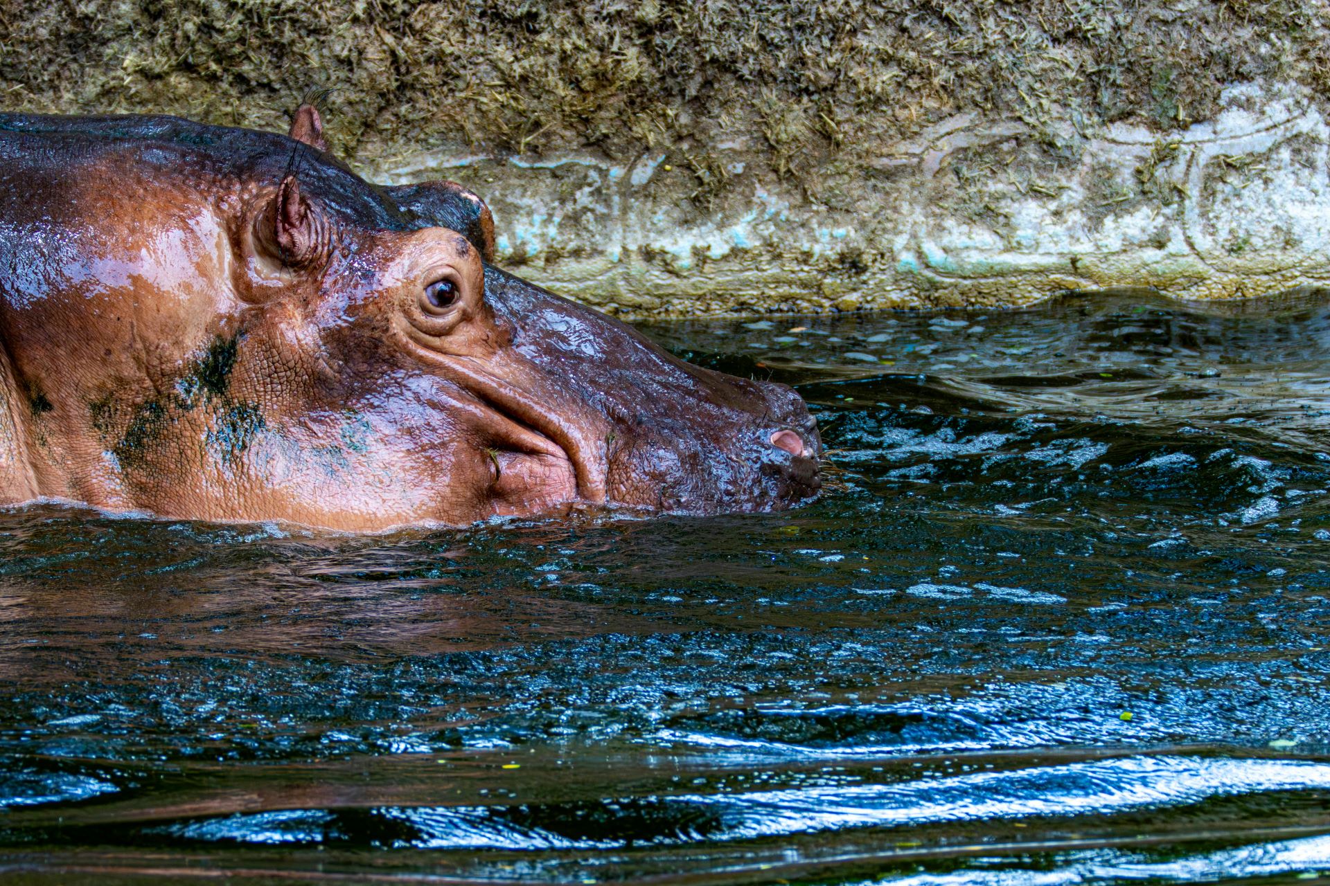 under-the-radar-wildlife-encounters