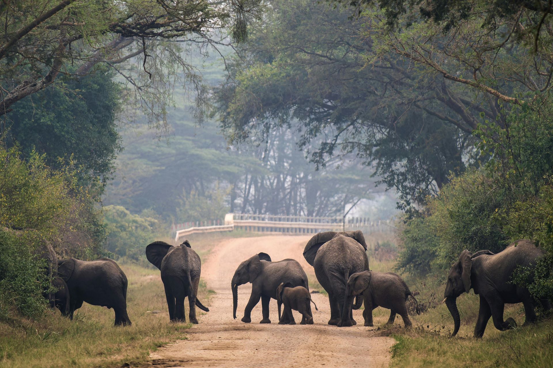 under-the-radar-wildlife-encounters