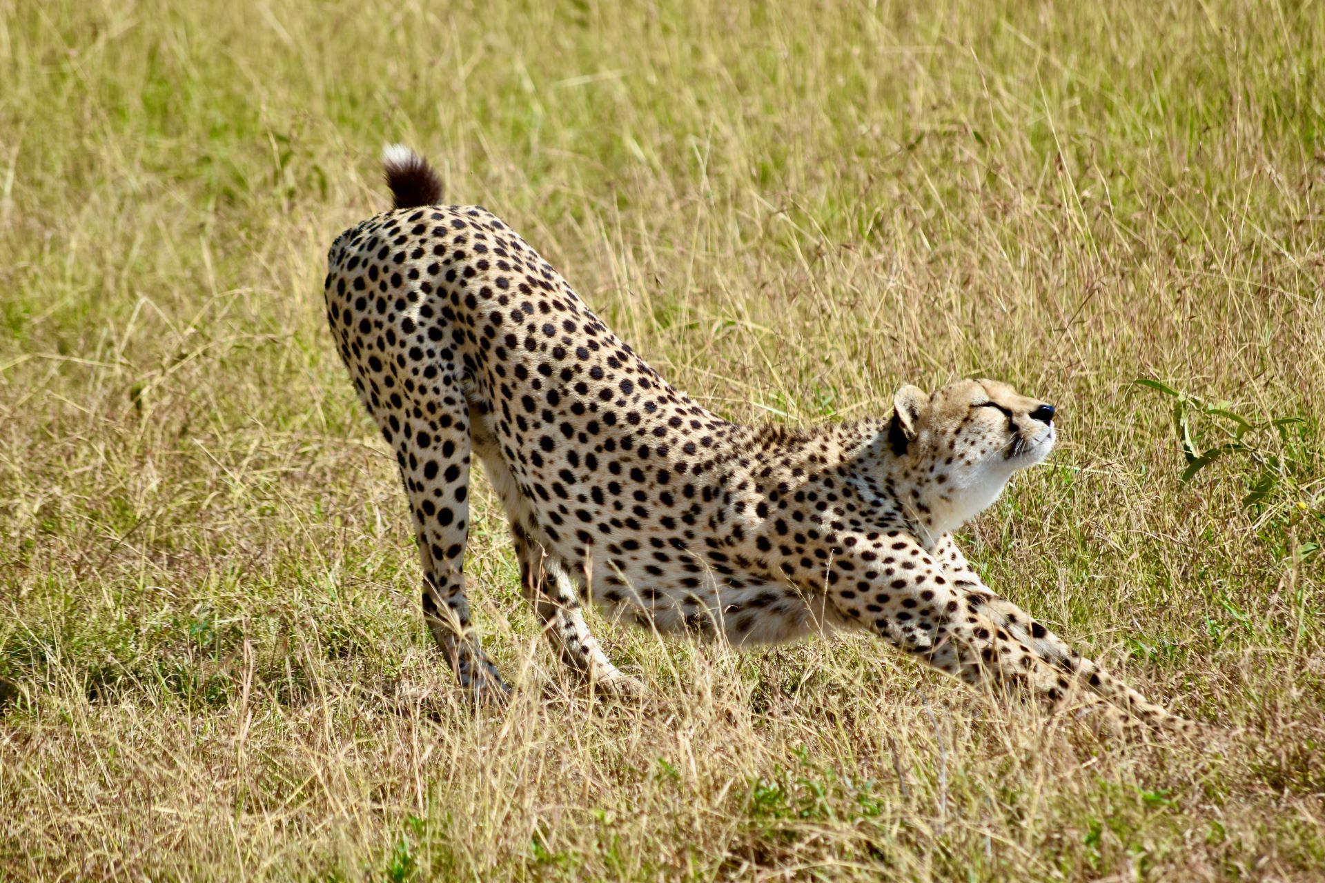 under-the-radar-wildlife-encounters-2