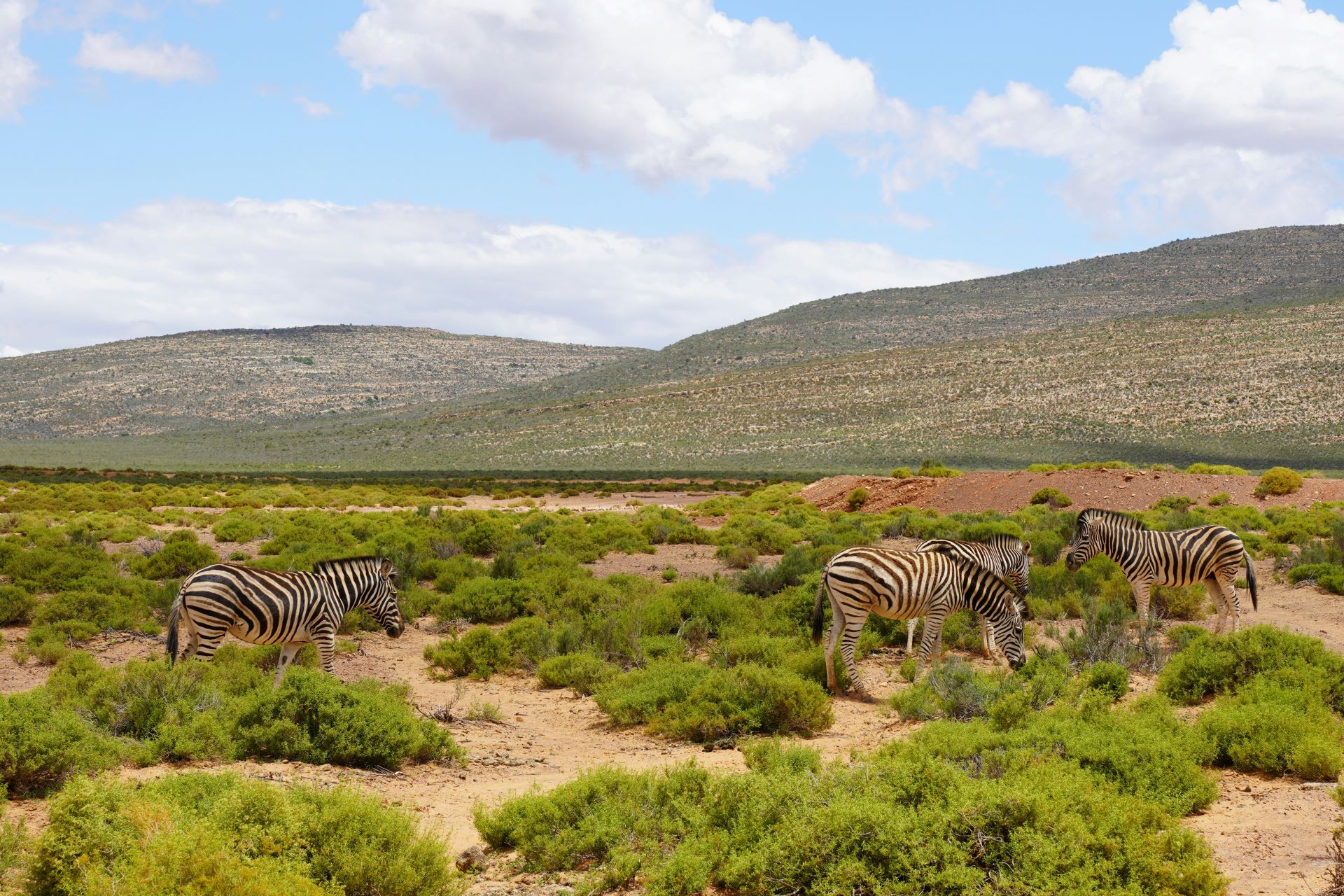underrated-national-parks-beyond-krugerexploring-karoo-addo-and-tsitsikamma-1.jpg