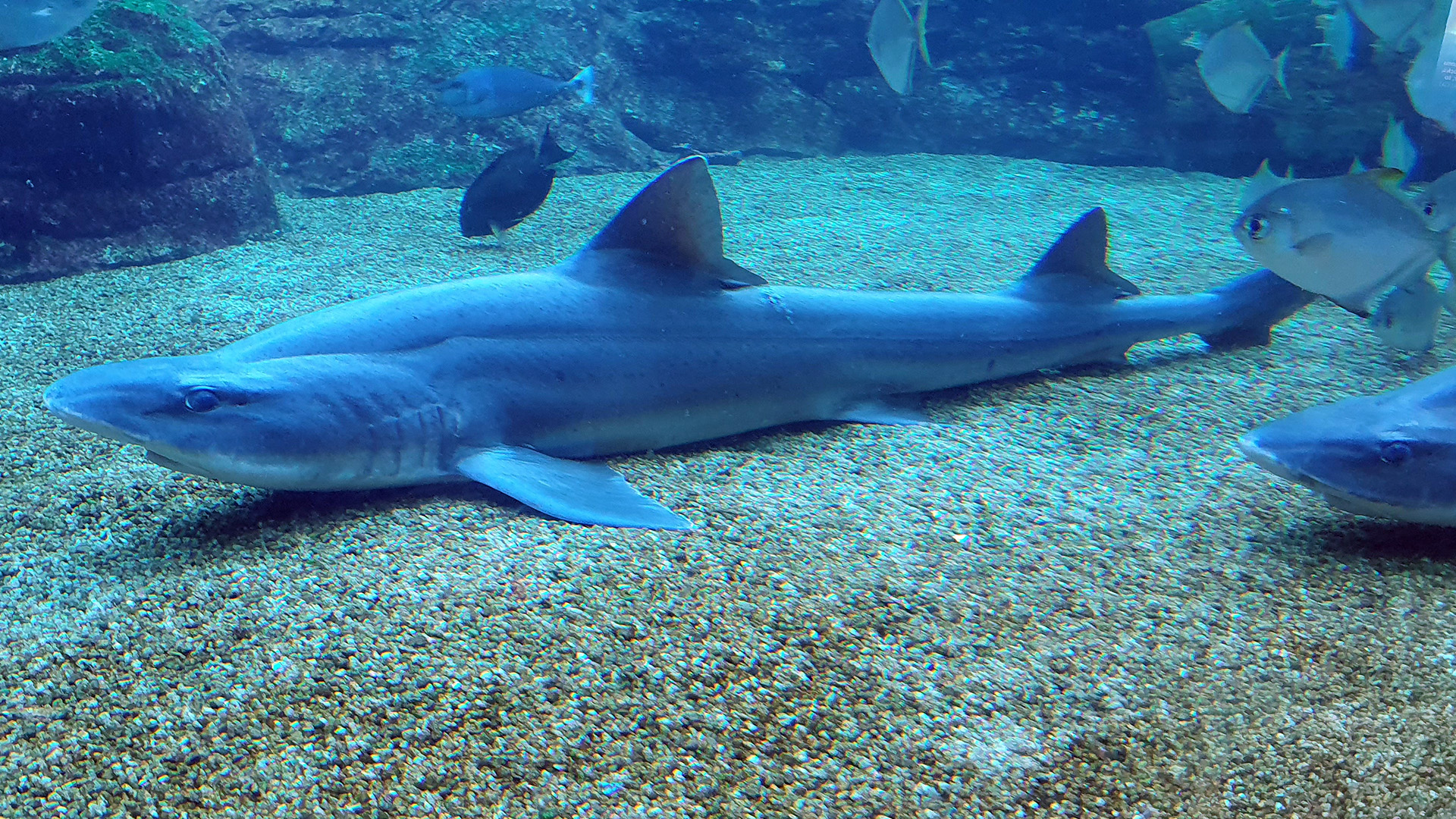 usahaka-marine-world-shark.jpg