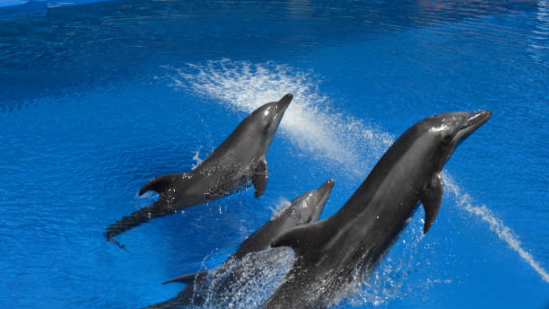 ushaka-marine-world-2.jpg