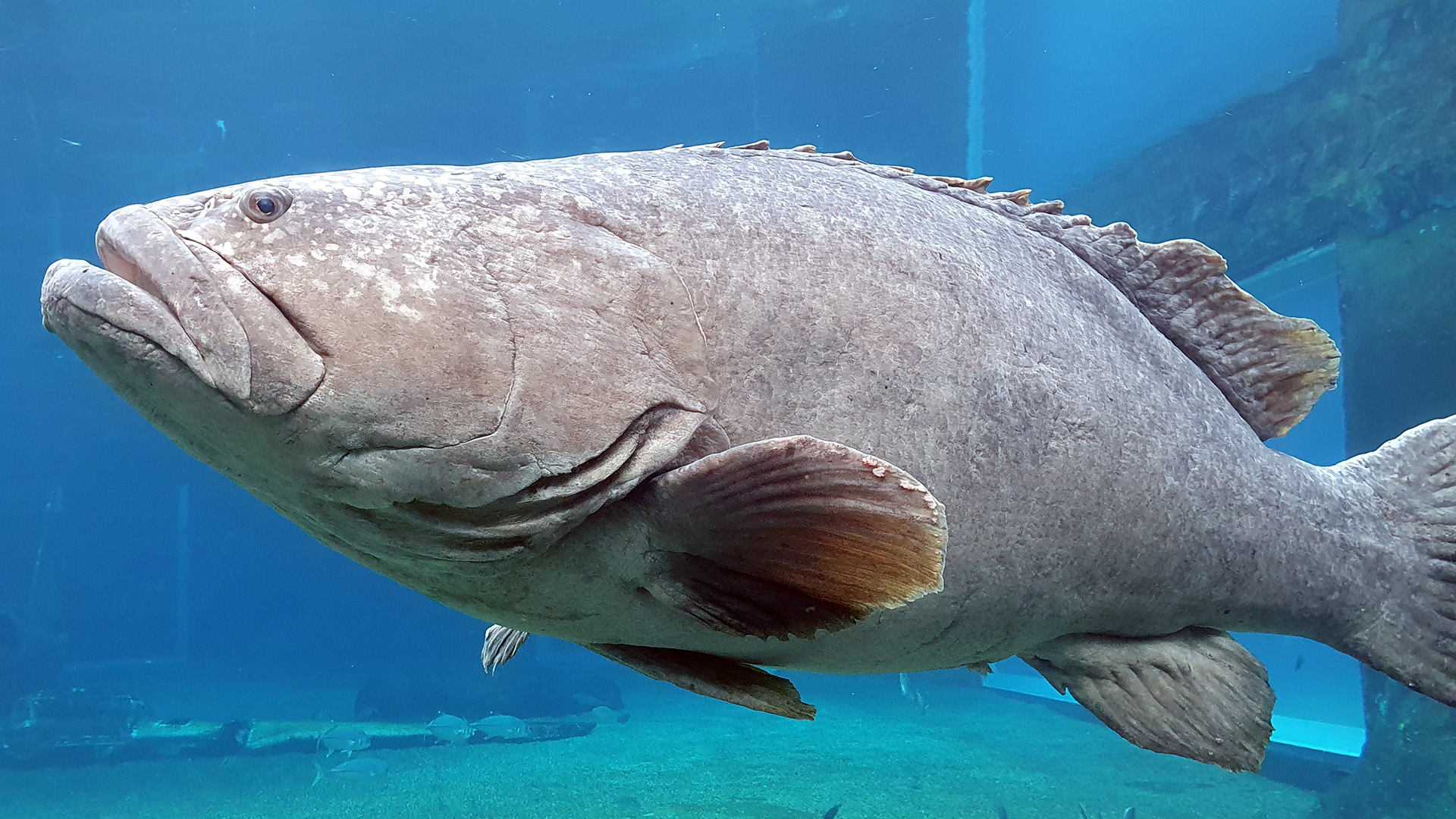 ushaka-marine-world-aquariun.jpg
