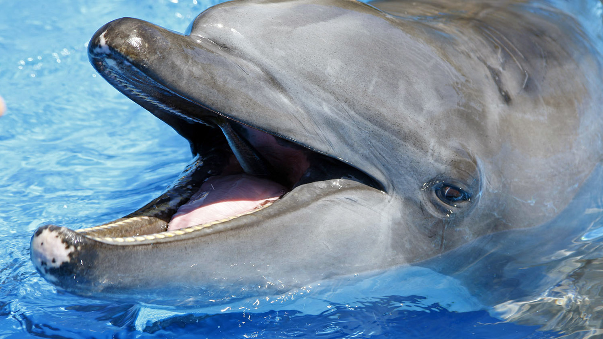 ushaka-marine-world-dolphine.jpg