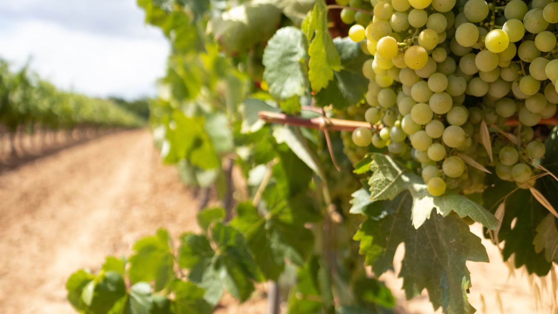 vineyard-landscapes-a-visual-symphony.jpg