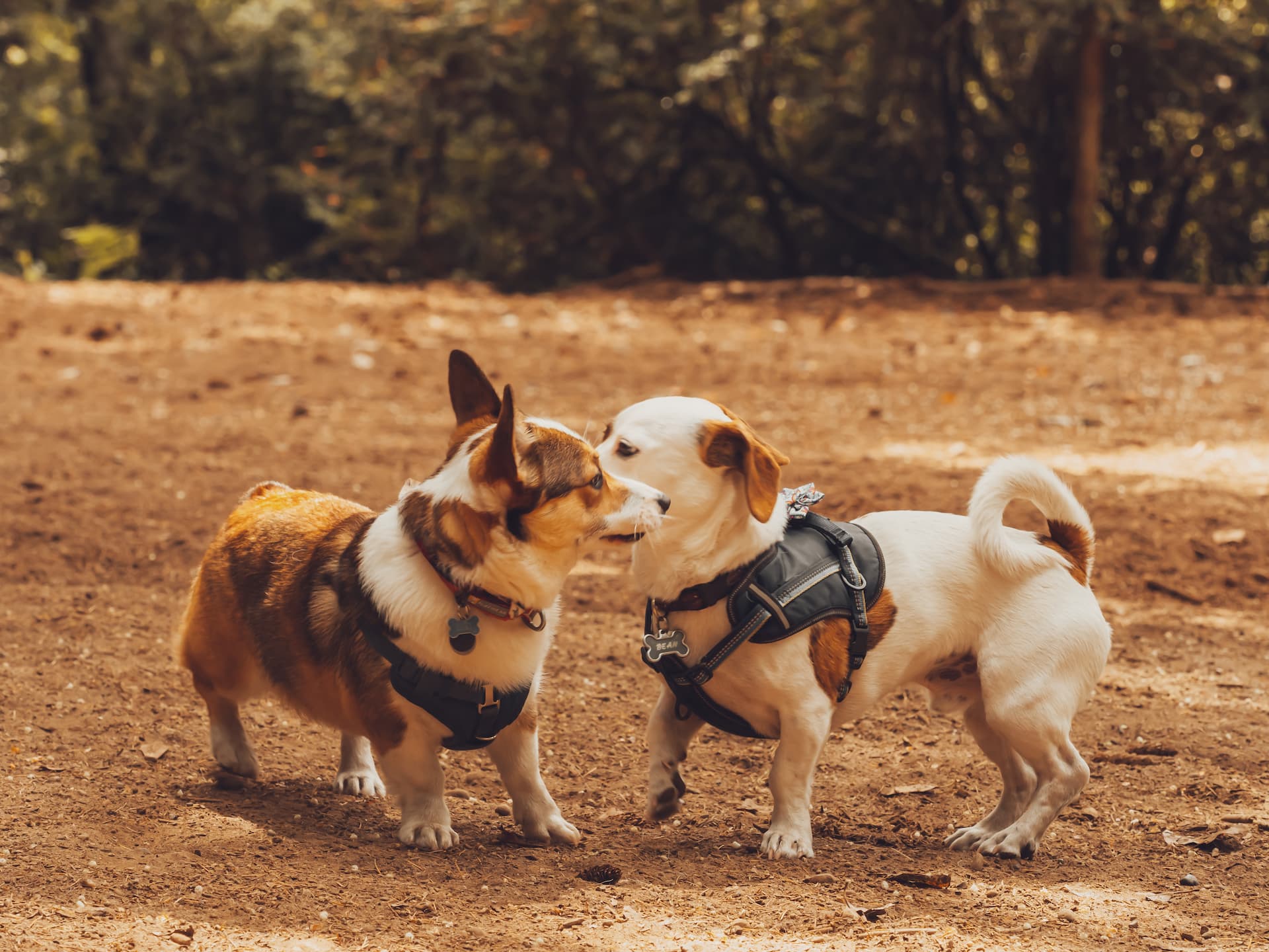 walkhaven-dog-park.jpg