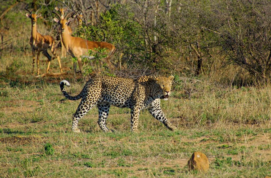 walking-safaris-at-kruger-national-park-1024x672.jpg