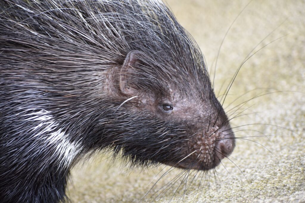 walking-safaris-at-kruger-national-park-porcupine-1024x683.jpg