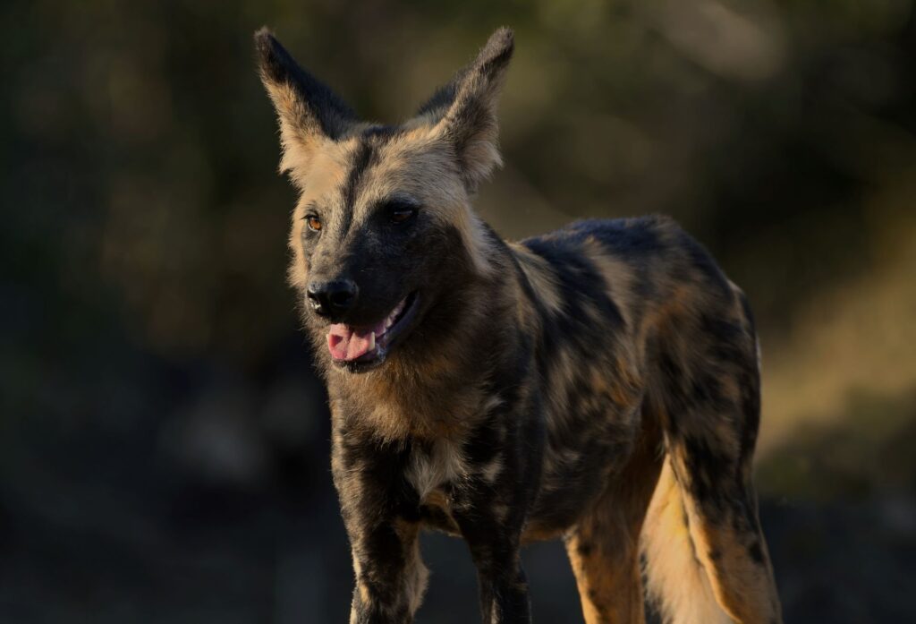 walking-safaris-at-kruger-national-park-wild-dog-1-1024x697.jpg