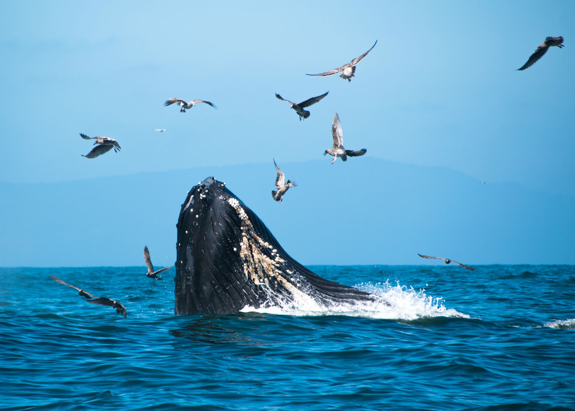 whale-watching-in-arniston-1.jpg