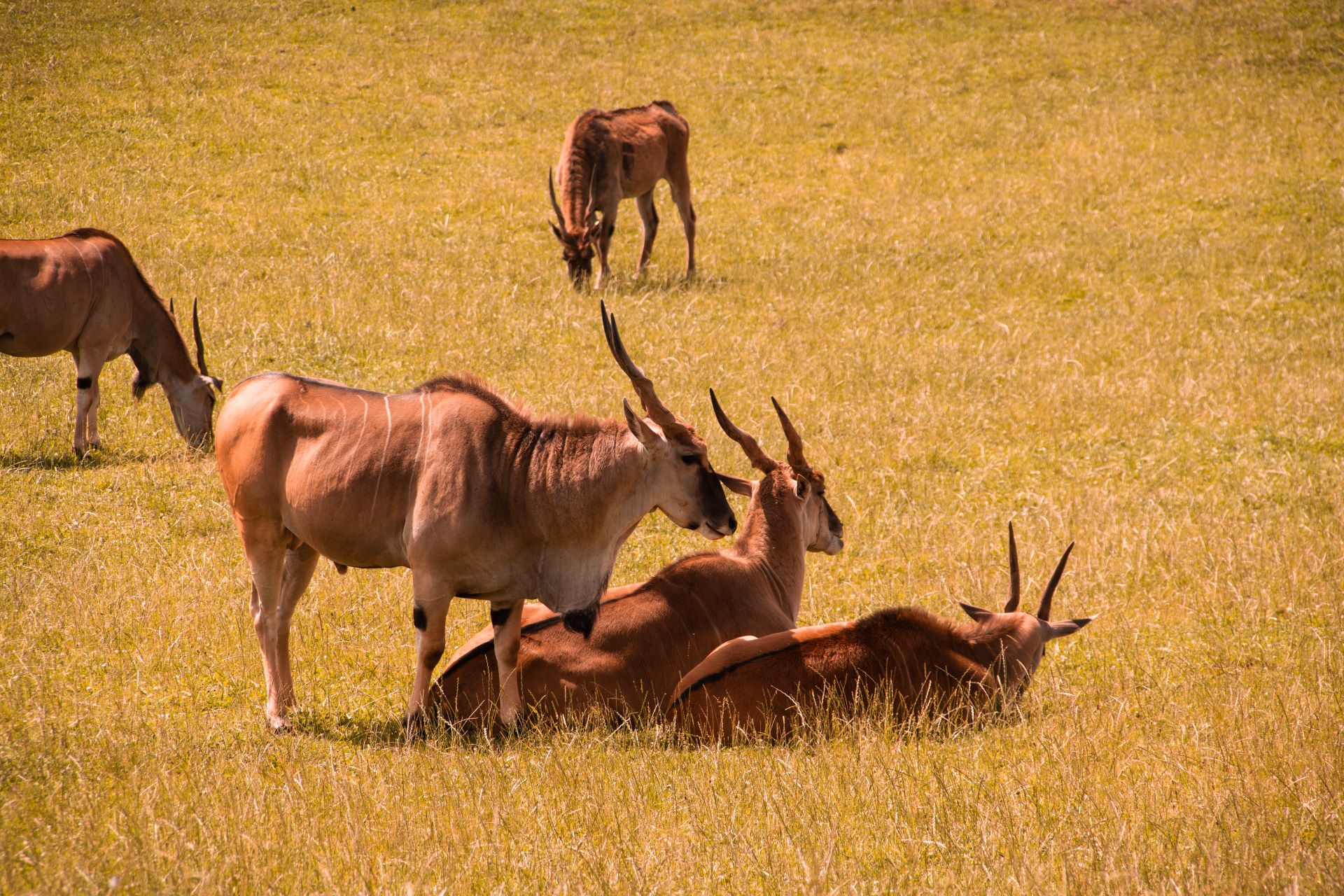 why-kruger-national-park-stands-above-african-safari-rivals-1