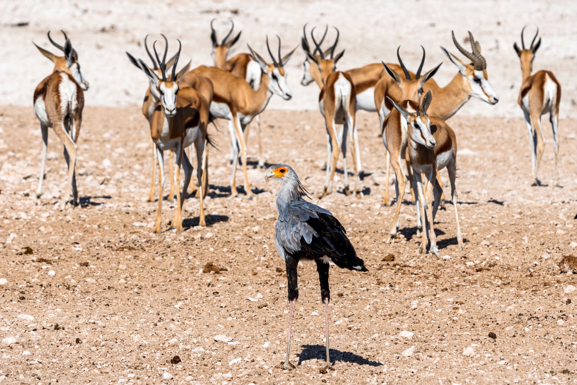 why-kruger-national-park-stands-above-african-safari-rivals-2
