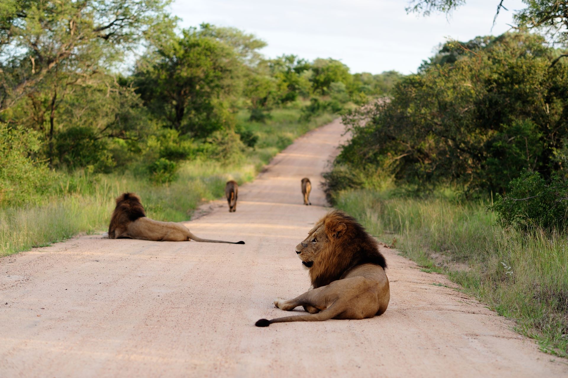 why-kruger-national-park-stands-above-african-safari-rivals