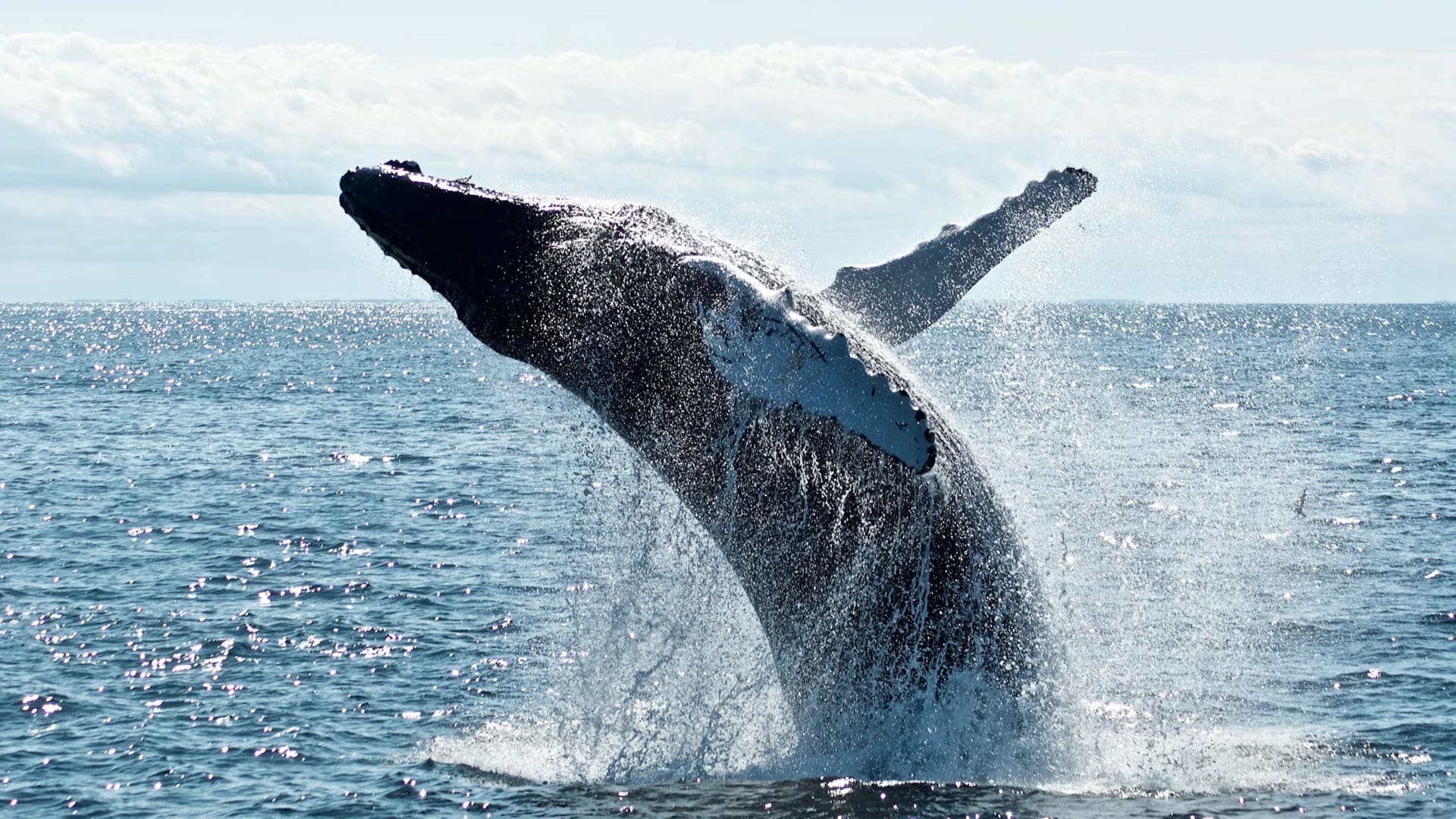 why-you-need-to-book-a-whale-watching-tour.jpg