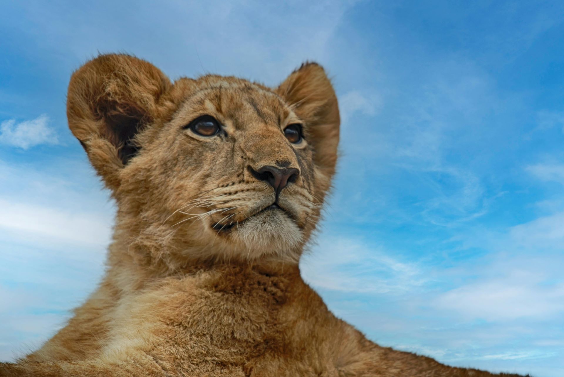 wildlife-conservation-adventures-exploring-south-africas-wild-heart-1.jpg