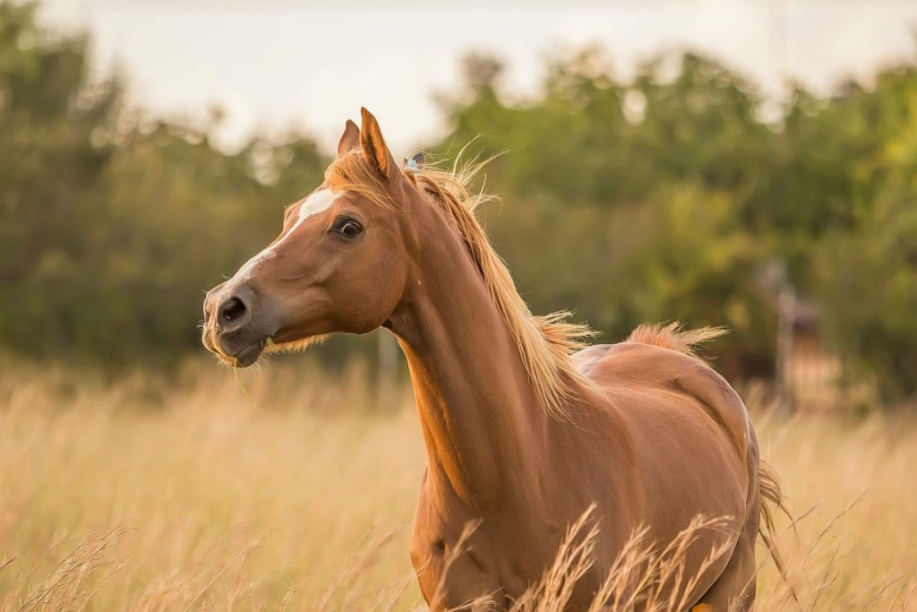 wine-valley-horse-trails-1-1024x683.jpg