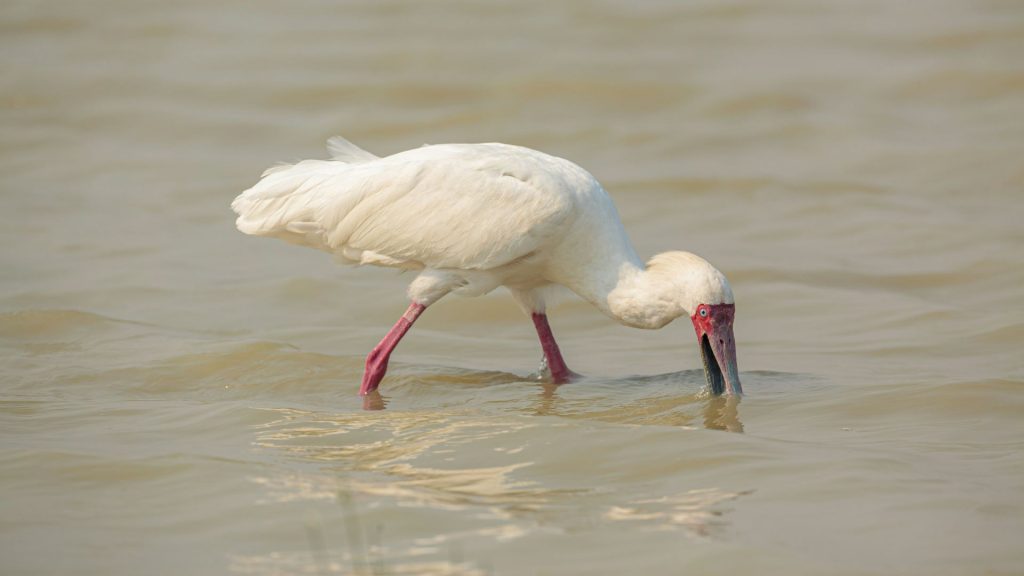 world-of-birds-western-cape-1-1024x576.jpg