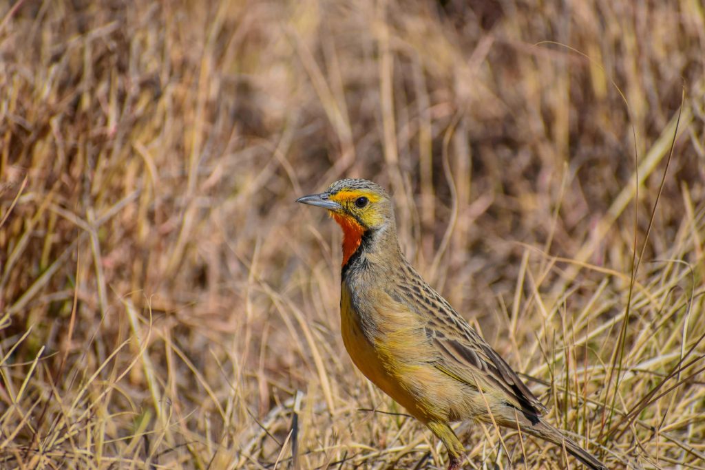 world-of-birds-western-cape-2-1024x683.jpg