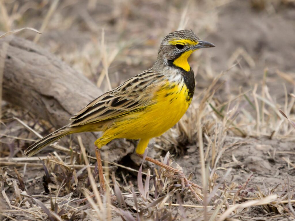 yellow-throated-longclaw-1024x768.jpg