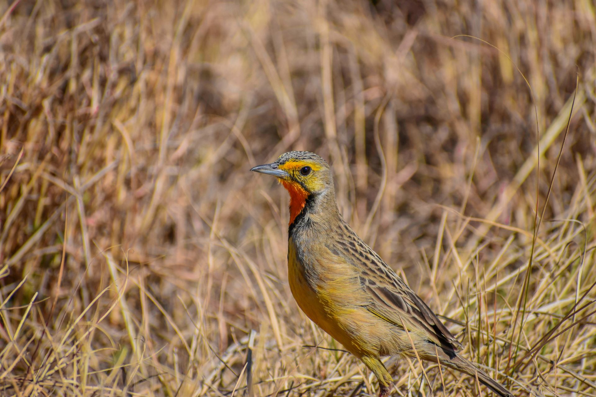 World Of Birds, Western Cape